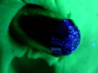 Traces of ultraviolet ink on the pins inside the lock, note the UV tracks along the side of the pins.